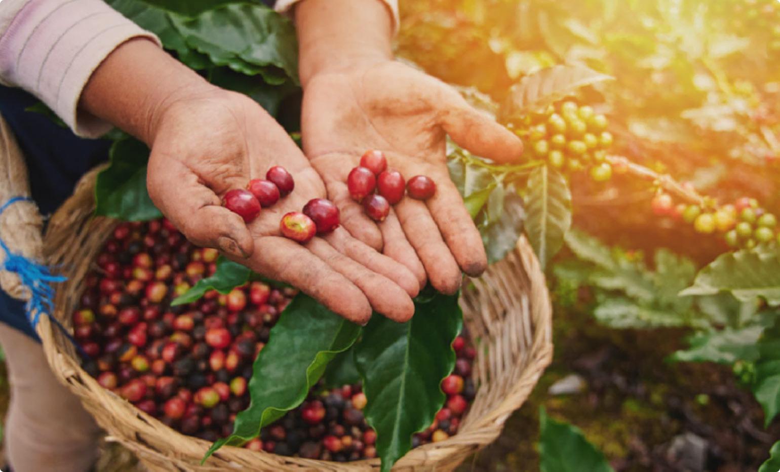 Ứng dụng Cà Phê Tây Bắc